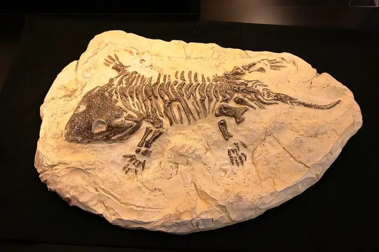 All About Fossils