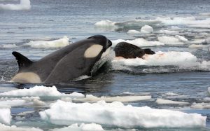 The Southern Ocean